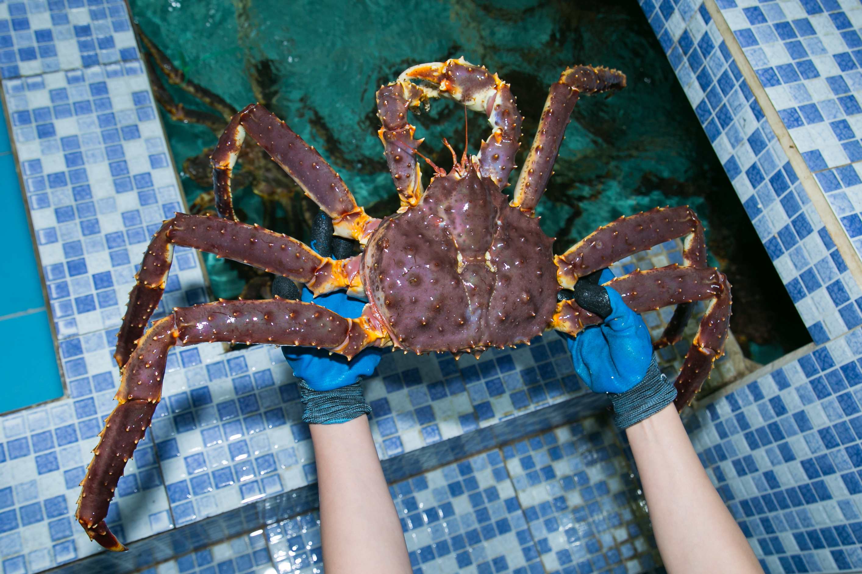 Nhà cung cấp cua King Crab giá rẻ tươi ngon khu vực TPHCM, Bình Dương và Đồng Nai