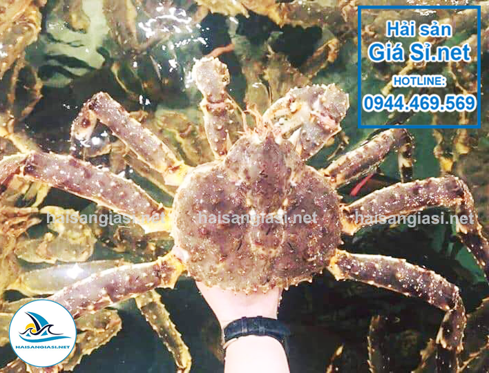 Cua KingCrab còn gọi là cua hoàng đế, hiện tại Hải sản giá sỉ đang cung cấp với chất lượng tốt nhất