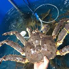 Những Điều Chưa Biết Về Cua king Crab ( Cua Hoàng Đế )