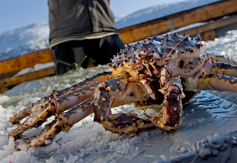 cua hoàng đế alaska