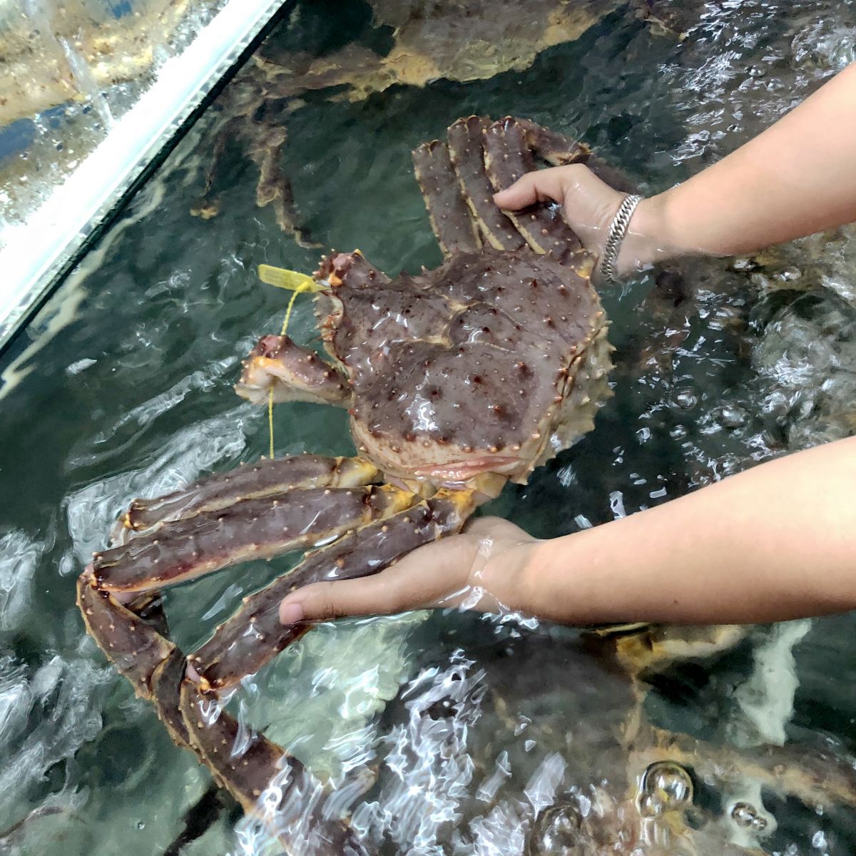 Cua Hoàng Đế - King Crab