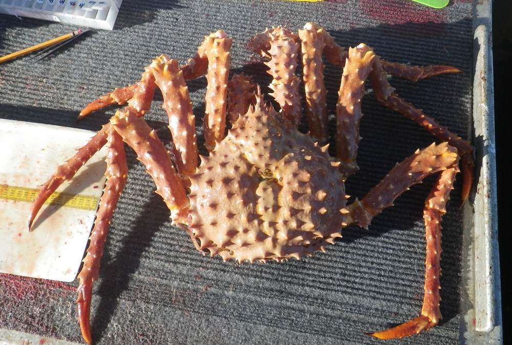 cua hoàng đế vàng - king crab vàng